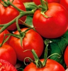Томат Волгоградец - ООО «Семена Тут»