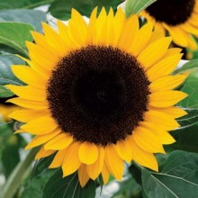 Подсолнечник Воронежский 638 - ООО «Семена Тут»