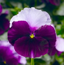 Виола крупноцветковая Фино F1 Биконсфилд [1000 шт] - ООО «Семена Тут»