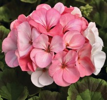 img-1: Пеларгония зональная Пинто Премиум Вайт ту Роуз [100 шт] (инкруст. семена) - ООО «Семена Тут»