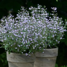 Каламинта Марвелетт Блю [1000 шт] - ООО «Семена Тут»