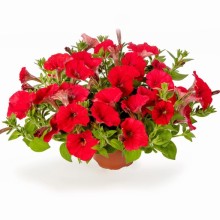 img-1: Петуния миллифлора Флэш Форвард Ред [1000 драже] - ООО «Семена Тут»