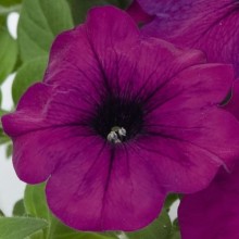 Петуния грандифлора Лимбо Джи Пи Виолет [100 драже] - ООО «Семена Тут»