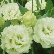 Эустома Корелли СУ 3 Грин [1000 драже] - ООО «Семена Тут»