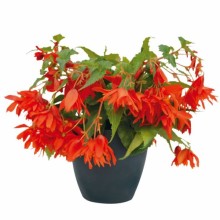 Бегония Фанки Оранж [1000 драже] - ООО «Семена Тут»