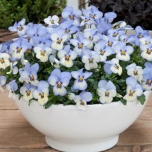 img-1: Виола рогатая Флорал Пауэр F1 Блю Пикоти [1000 шт] - ООО «Семена Тут»