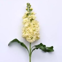 Маттиола Центум Еллоу [1000 шт] - ООО «Семена Тут»