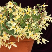 img-1: Бегония боливийская Копакабана Желтая [500 драже] - ООО «Семена Тут»