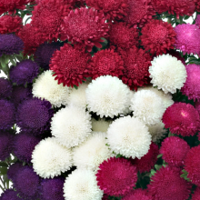 Астра Бонита Микс [2500 шт] - ООО «Семена Тут»