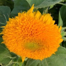 img-1: Подсолнечник декоративный Дабл Делайт Зеленый Диск - ООО «Семена Тут»