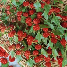 Шпинат Земляничный - ООО «Семена Тут»