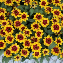 img-1: Цинния Профьюжен Ред еллоу биколор [1000 шт] - ООО «Семена Тут»