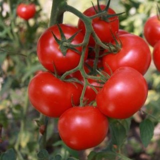 Томат Катя F1 - ООО «Семена Тут»