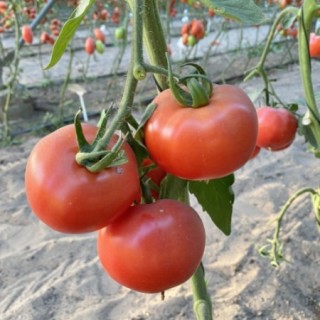 img-0: Томат Мондиаль F1* - ООО «Семена Тут»