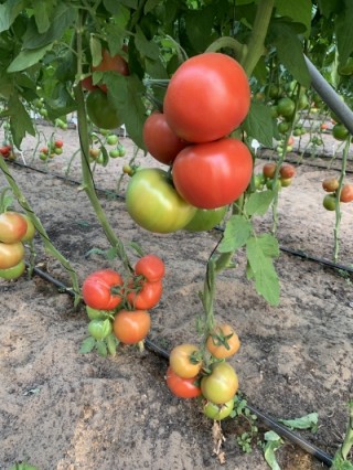 img-1: Томат Мондиаль F1* - ООО «Семена Тут»
