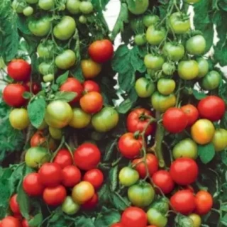 img-0: Томат Невеличка F1 - ООО «Семена Тут»