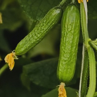 Огурец Торнадо F1 - ООО «Семена Тут»