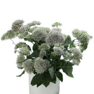 Трахелиум Пэшн Ин Вайт [1000 драже] - ООО «Семена Тут»