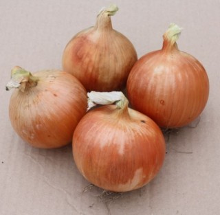 Лук Репчатый Центавр - ООО «Семена Тут»