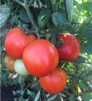 img-0: Томат Тверия F1 - ООО «Семена Тут»