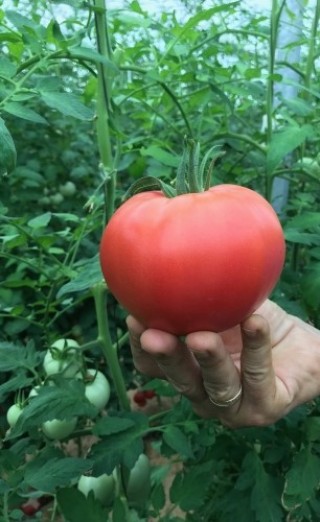 img-1: Томат Тверия F1 - ООО «Семена Тут»