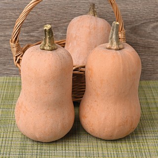 Тыква мускатная Неваляшка (инкруст. семена) - ООО «Семена Тут»