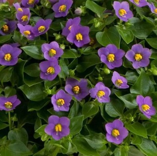 img-0: Экзакум Роял Дан Дип Блю [500 драже] - ООО «Семена Тут»