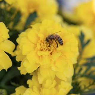 img-1: Бархатцы отклоненные Милли Ванилли [200 шт] - ООО «Семена Тут»