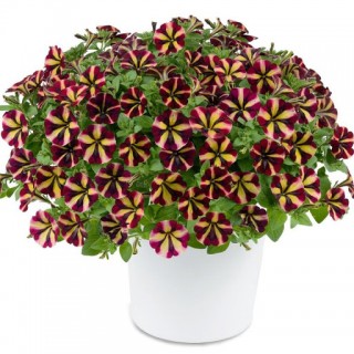 Петуния мультифлора Май Джой Еллоу Бронз Ред [250 драже] - ООО «Семена Тут»