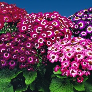 Цинерария гибридная Молл Микс [1000 шт] - ООО «Семена Тут»