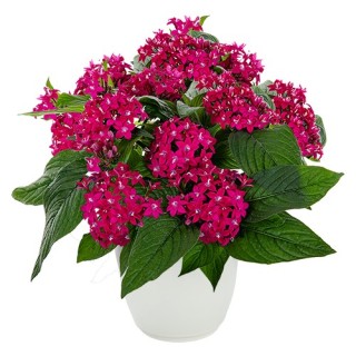 img-0: Пентас Граффити Неон Плам [500 драже] - ООО «Семена Тут»