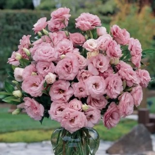 img-0: Эустома АБС 1 Дип Роуз [1000 драже] - ООО «Семена Тут»