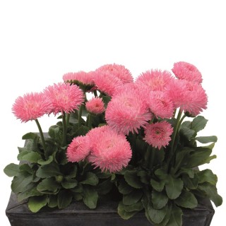 img-0: Маргаритка Робелла [1000 драже]* - ООО «Семена Тут»