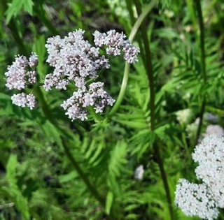 img-1: Валериана лекарственная Кардиола - ООО «Семена Тут»