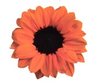 img-0: Подсолнечник декоративный Везувио Танги [100 шт] - ООО «Семена Тут»