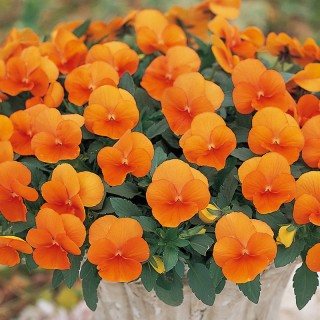 Виола рогатая Перфето Дип оранж [1000 шт] - ООО «Семена Тут»