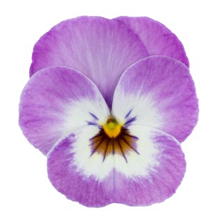 Виола рогатая Перфето Пинк Пикоти  [1000 шт] - ООО «Семена Тут»