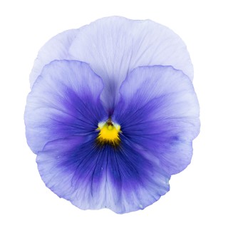 Виола крупноцветковая Премьер Сильвер Блю [1000 шт] - ООО «Семена Тут»