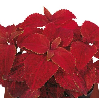 Колеус Суперфайн Рейнбоус Вулкано [5000 шт] - ООО «Семена Тут»