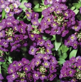 Алиссум Восточные ночи - ООО «Семена Тут»