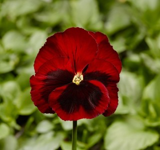 Виола крупноцветковая Фино F1 Ред виз Блотч [1000 шт] - ООО «Семена Тут»