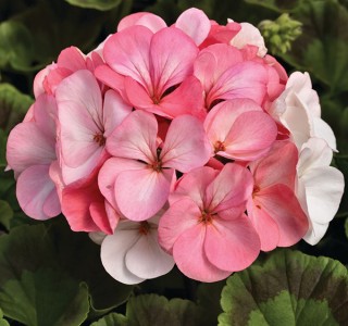 img-1: Пеларгония зональная Пинто Премиум Вайт ту Роуз [100 шт] (инкруст. семена) - ООО «Семена Тут»