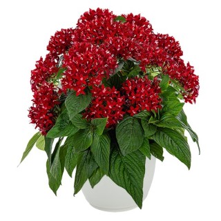 img-0: Пентас Граффити Дип Ред [500 драже] - ООО «Семена Тут»