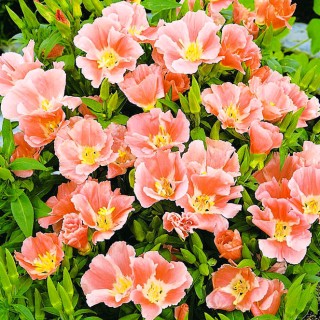 Годеция Сибил Шервуд - ООО «Семена Тут»