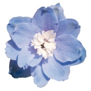 img-0: Дельфиниум гибридный Бенарис Пацифик Саммер Скай [1000 шт] - ООО «Семена Тут»