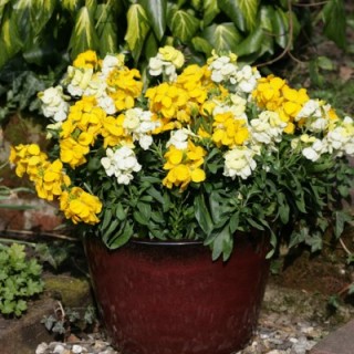 Лакфиоль (Хейрантус) Баунти Микс [100 шт] - ООО «Семена Тут»