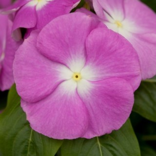 Катарантус Кобра Лавендер Хало [100 шт] - ООО «Семена Тут»