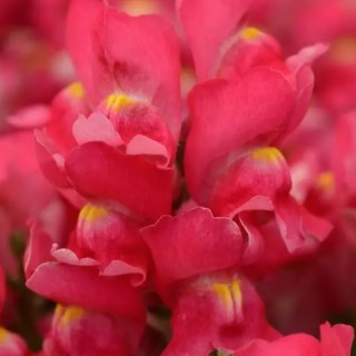 Львиный зев Снэпшот Роуз [1000 шт] - ООО «Семена Тут»