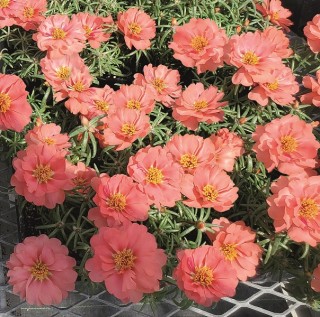 img-0: Портулак Сандайл F1 Корал [1000 шт] - ООО «Семена Тут»