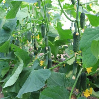 img-1: Огурец Ягуар F1 - ООО «Семена Тут»